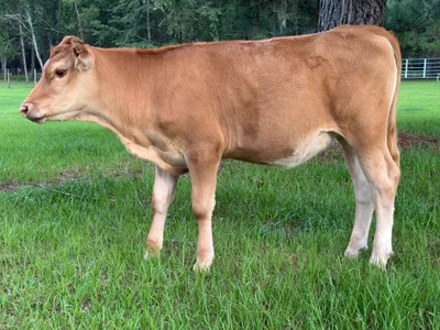 cattle listing photo