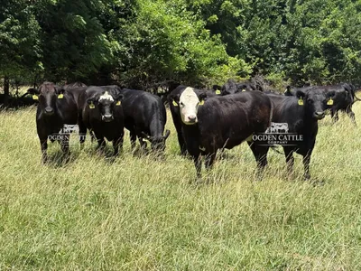 cattle listing photo