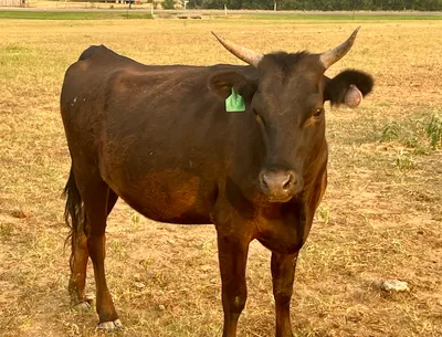 cattle listing photo