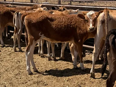 cattle listing photo