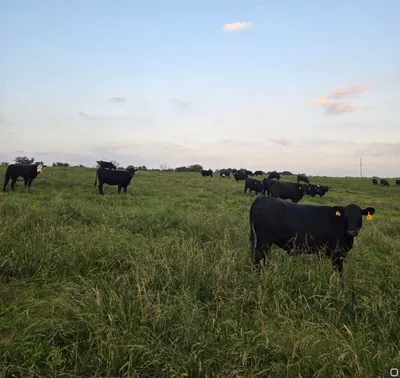 cattle listing photo