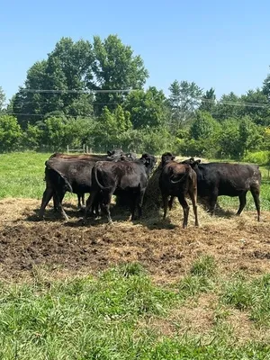 cattle listing photo