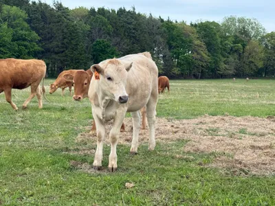 cattle listing photo