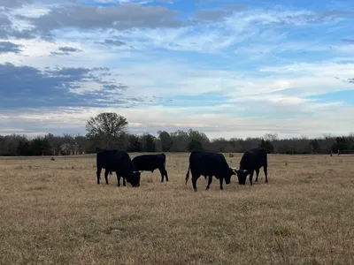 cattle listing photo