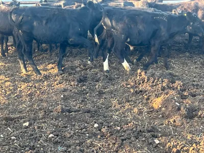 cattle listing photo