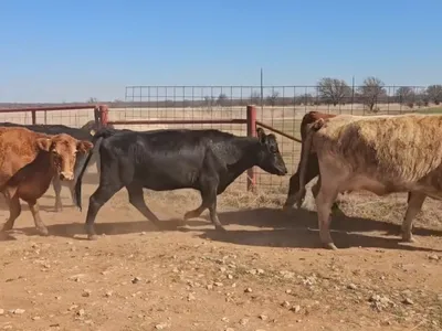 cattle listing photo