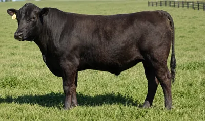 cattle listing photo