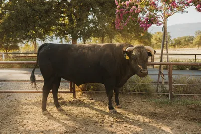 cattle listing photo