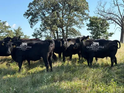 cattle listing photo
