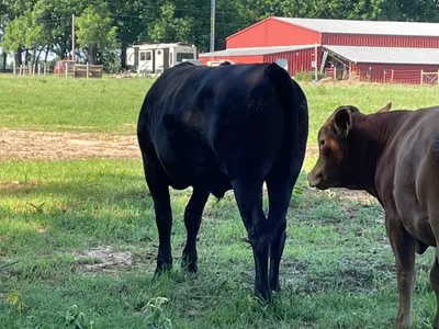 cattle listing photo