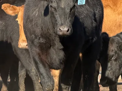 cattle listing photo