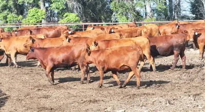 cattle listing photo
