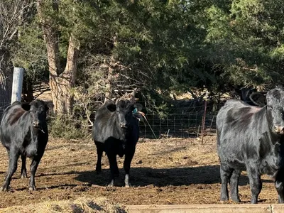 cattle listing photo