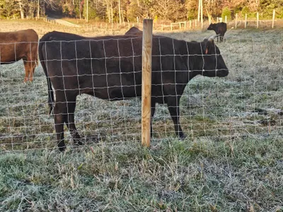 cattle listing photo