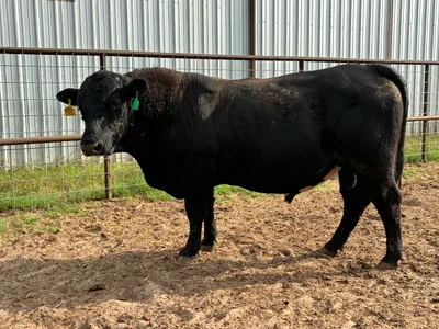 cattle listing photo