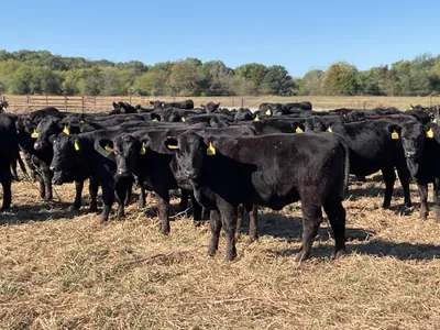 cattle listing photo