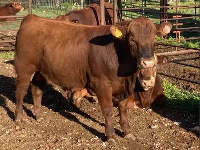 cattle listing photo