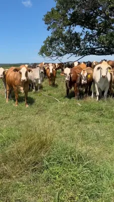 cattle listing photo