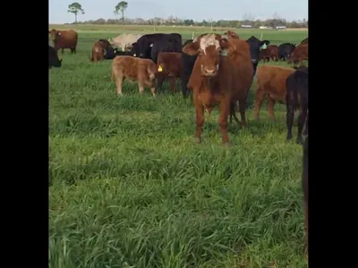 cattle listing photo