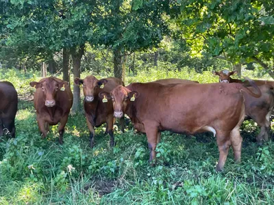 cattle listing photo