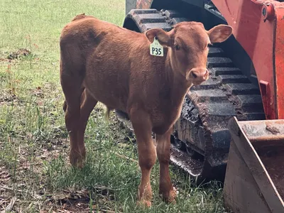 cattle listing photo
