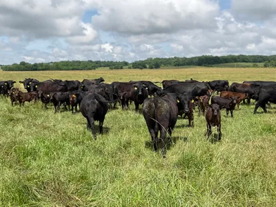 cattle listing photo
