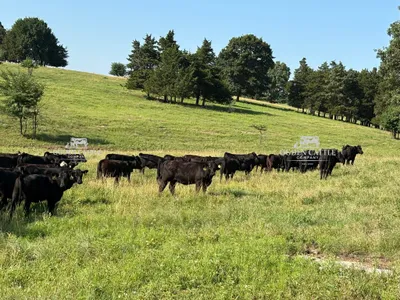 cattle listing photo