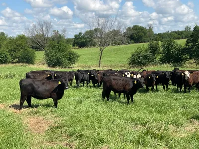 cattle listing photo