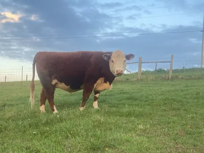 cattle listing photo