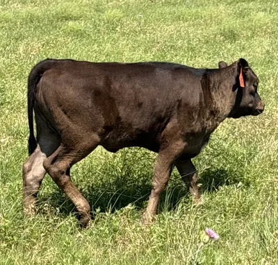 cattle listing photo