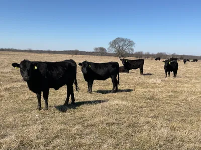 cattle listing photo