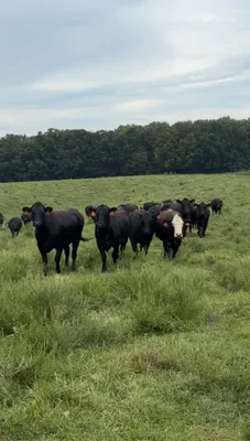 cattle listing photo