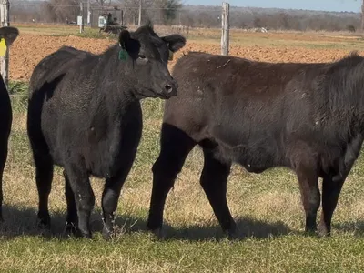 cattle listing photo