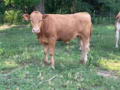cattle listing photo