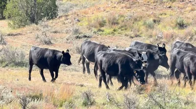 cattle listing photo