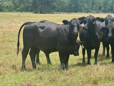cattle listing photo