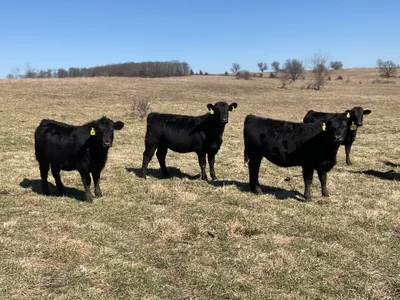 cattle listing photo