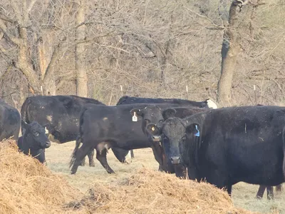 cattle listing photo