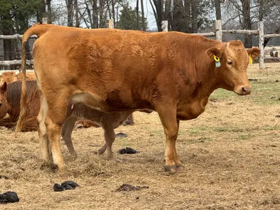 cattle listing photo