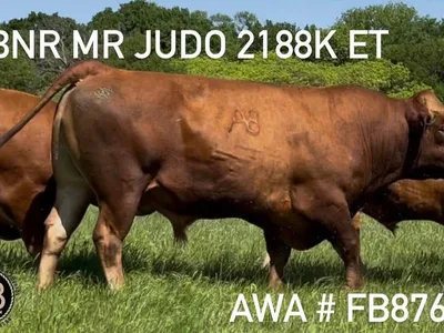 cattle listing photo