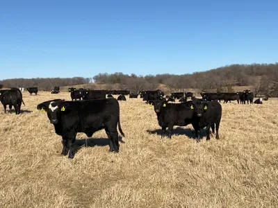 cattle listing photo