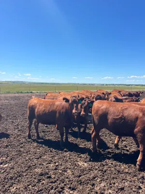 cattle listing photo