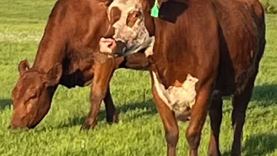 cattle listing photo
