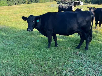 cattle listing photo