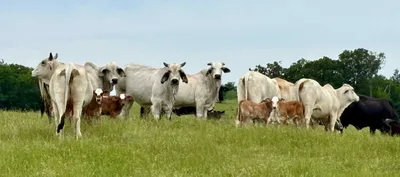 cattle listing photo