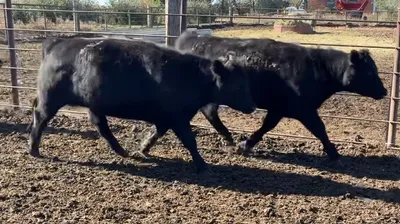 cattle listing photo