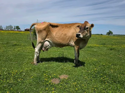 cattle listing photo