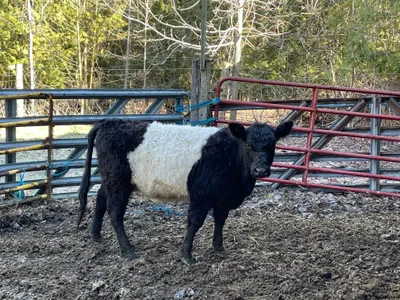 cattle listing photo