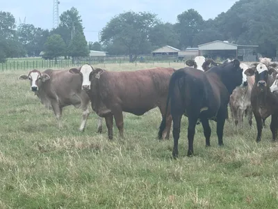 cattle listing photo