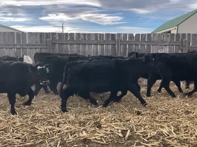 cattle listing photo